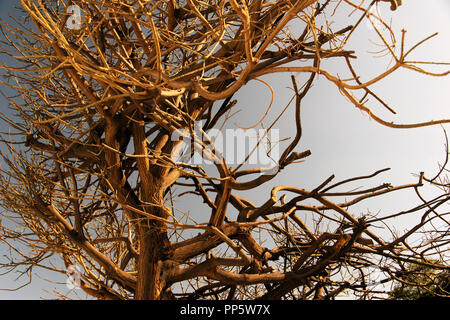 Une vue de branches d'un arbre sans feuilles Banque D'Images