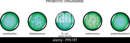 Illustration vecteur de micro-organismes probiotiques, grossissement au microscope Illustration de Vecteur