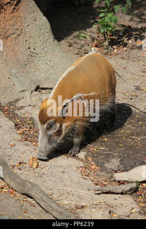 Un cochon de la rivière Rouge, le porcus de Potamochoerus, qui se promoit autour de l'enclos animal ressemblant à son habitat naturel. Banque D'Images