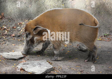 Un cochon de la rivière Rouge, le porcus de Potamochoerus, qui se promoit autour de l'enclos animal ressemblant à son habitat naturel. Banque D'Images