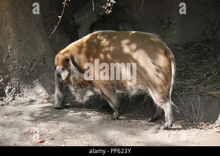 Un cochon de la rivière Rouge, le porcus de Potamochoerus, qui se promoit autour de l'enclos animal ressemblant à son habitat naturel. Banque D'Images