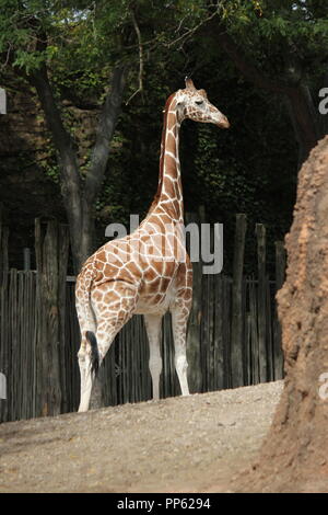 Une grande et belle girafe, Giraffa Camelopardalis, debout autour de sa région, à la recherche d'un morceau à manger. Banque D'Images