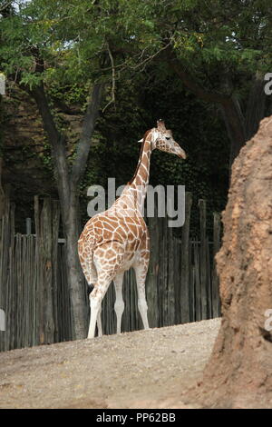 Une grande et belle girafe, Giraffa Camelopardalis, debout autour de sa région, à la recherche d'un morceau à manger. Banque D'Images