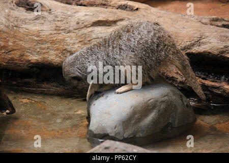 Un mignon Meerkat, Suricata surigatta, S. surigatta , jouant autour de l'eau et assis sur un rocher. Banque D'Images