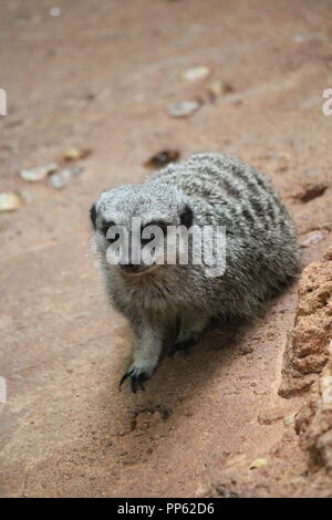 Super mignon Meerkats, Suricata surigatta, S. surigatta, jouant autour de leur région. Banque D'Images