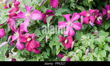 Close up of Clematis 'Rouge Cardinal' en pleine floraison Banque D'Images