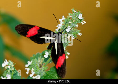 Crimson Butterfly longwing-patchée (Heliconius erato). Est comprise entre le sud du Texas jusqu'au nord de l'Argentine et Paraquay. Banque D'Images