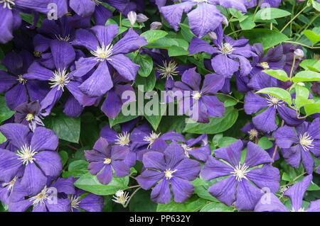 Close up de clématites Le président d'un groupe 2 escalade floraison précoce clematis couvert de grandes fleurs violettes et est entièrement et décidues hardy Banque D'Images