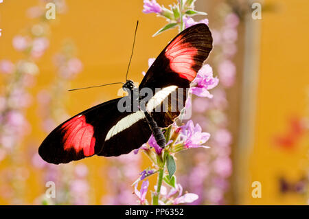 Crimson Butterfly longwing-patchée (Heliconius erato) Banque D'Images