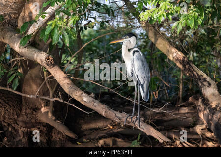 Un adulte cocoi Héron, Ardea cocoi, Porto Jofre, Pantanal, Mato Grosso, Brésil. Banque D'Images