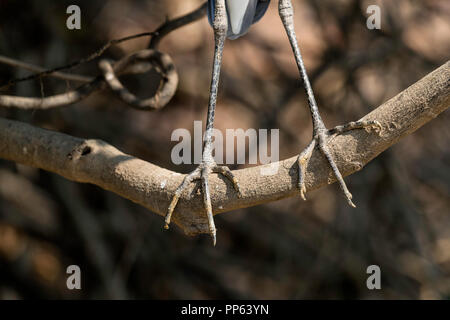 Un adulte cocoi Héron, Ardea cocoi, pieds détail, Porto Jofre, Pantanal, Mato Grosso, Brésil. Banque D'Images