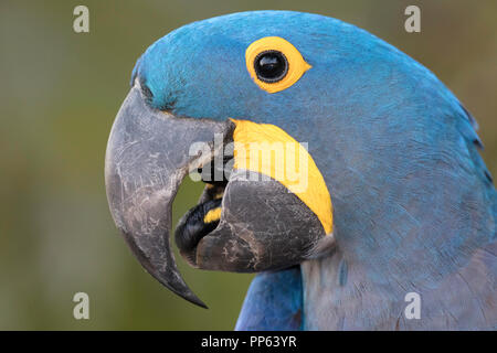 Portrait de l'Ara hyacinthe Anodorhynchus hyacinthinus, Pousado, Rio Claro, Mato Grosso, Brésil. Banque D'Images