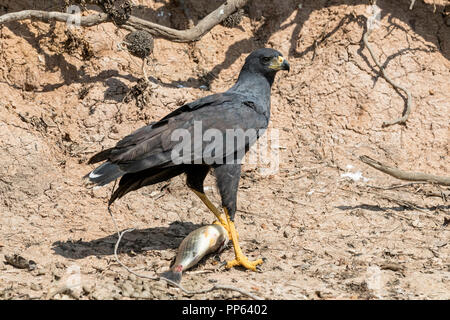 Un adulte grand Black Hawk, Buteogallus urubitinga, avec poissons, Pousado Rio Claro, Brésil. Banque D'Images