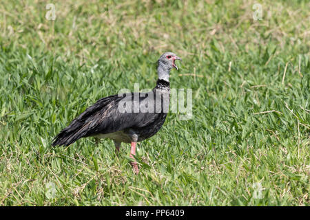 Un adulte le sud de screamer, Chauna torquata, Pousado Rio Claro, Pantanal, Mato Grosso, Brésil. Banque D'Images