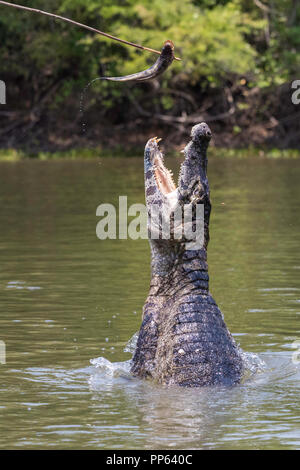 Un cuiaba river, étant à appâtés, leap Pousado Rio Claro, Brésil. Banque D'Images