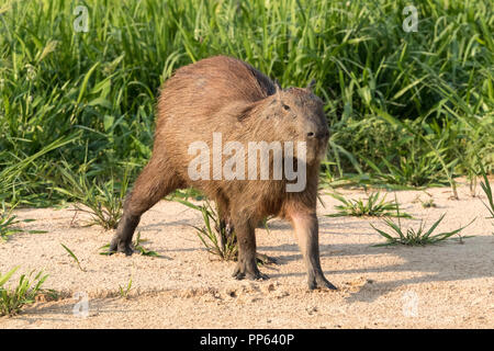 Un adulte capybara, Hydrochoerus hydrochaeris, Porto Jofre, Pantanal, Mato Grosso, Brésil. Banque D'Images