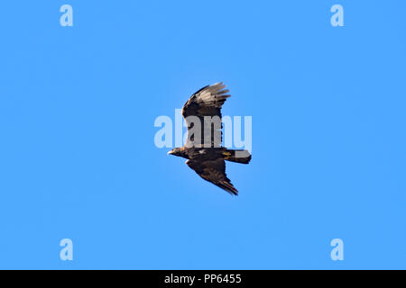 Black Hawk survolant inférieur du Lac Klamath, automne Banque D'Images