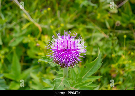 Vue rapprochée d'une fleur de thym rose avec des aiguilles qui s'épanouit sur un climat chaud et ensoleillé, des après-midi contre l'arrière-plan de feuilles vertes Banque D'Images