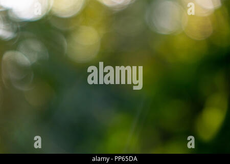 Un arrière-plan flou d'un bokeh fait du vert des arbres sur une journée d'été. Banque D'Images