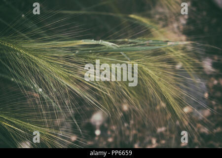 Belle plante sauvage. Fond naturel. Arrière-plan de l'usine. Banque D'Images