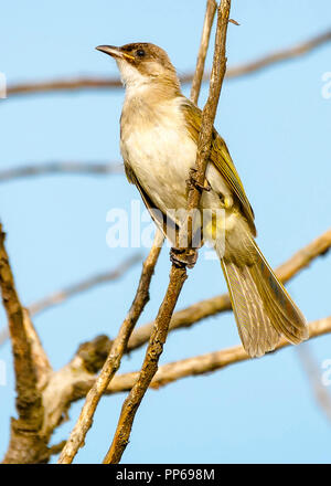 Bulbul à un puit de lumière Banque D'Images