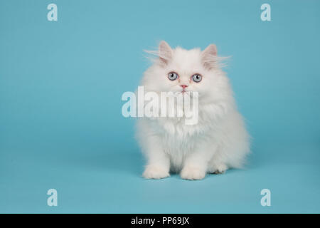 Longhair chaton persan blanc aux yeux bleus assis sur un fond bleu Banque D'Images