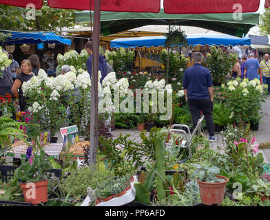 Espinho, Portugal plantes horticoles, fleurs, légumes, cactus etc. En vente sur un marché extérieur à Espinho, Portugal. Banque D'Images