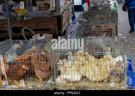 Espinho, portugal. Volaille vivante entassées dans des caisses en vente sur un marché extérieur à Espinho, Portugal. Banque D'Images