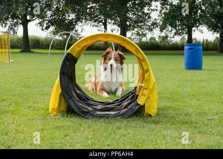 Border Collie chien mixte allongé sur le gazon d'un cours de sport de chien avec hoopers et autres équipements vus à travers un tunnel Banque D'Images