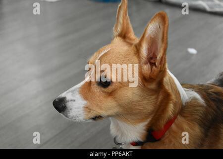 Un sable rouge Pembroke Welsh Corgi Banque D'Images