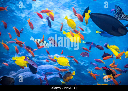 Récif tropical avec un arc-en-ciel assortiment de poissons à l'Aquarium de Géorgie dans le centre-ville d'Atlanta, Géorgie. (USA) Banque D'Images