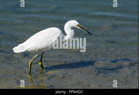 Aigrette neigeuse Egretta thula ou pataugeant dans les bords du lac à poissons Banque D'Images