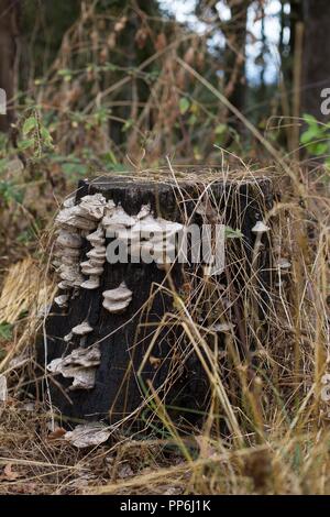 Une souche d'arbre avec des champignons poussant sur un côté. Banque D'Images