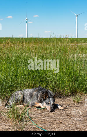 Chien de ferme paresseux la sieste au soleil sur une chaude journée d'été avec des moulins à vent à l'arrière-plan Banque D'Images