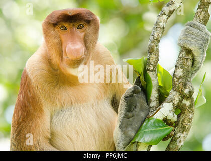 Portrait d'un proboscis monkey vu de l'avant, se reposant dans un arbre Banque D'Images