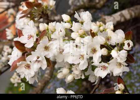 Asian pear tree blossom Banque D'Images