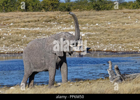 Éléphant mère barrissements, Etosha National Park, Namibie Banque D'Images