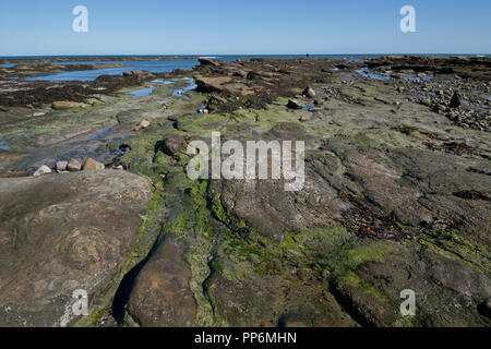 Des rochers sur la côte de Northumberland Banque D'Images