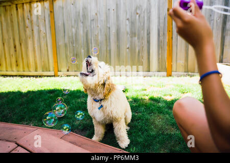 Le Tween Girl Blowing Bubbles avec Labradoodle Puppy in Backyard Banque D'Images