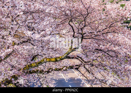Cerisier en fleurs, Kanazawa, Japon. Banque D'Images
