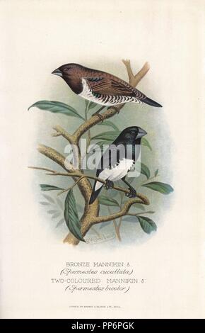 La munia Lonchura cucullata, bronze et noir et blanc, de la munia Lonchura bicolor. Chromolithographie par Brumby et Clarke d'après une peinture de Frederick William Frohawk de Arthur Gardiner Butler's 'Les pinsons en captivité à l'étranger, Londres, 1899. Banque D'Images