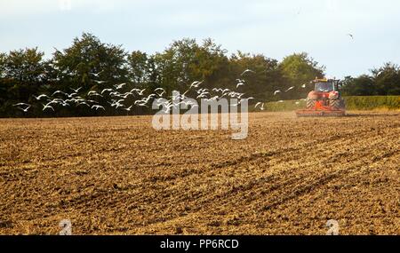 Flock of Seagulls oiseaux suite à un tracteur laboure un champ agricole Banque D'Images