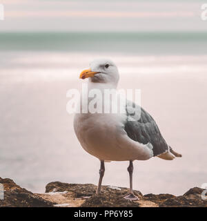 Magnifique portrait d'une mouette ou seagull, Larus smithsonianus, debout sur un parapet en pierre avec l'océan en arrière-plan, de l'Oregon, la côte du Pacifique, ni Banque D'Images