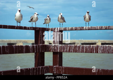 Mignon à la station d'attente de mouettes sur l'alimentation. Ciel bleu et vert de mer à l'arrière. Progreso, Yucatan. Banque D'Images