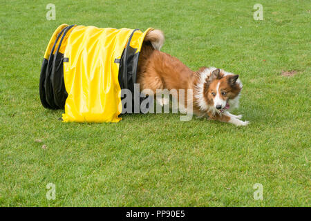 Border Collie chien mixtes fonctionnant au moyen d'un tunnel agility vu de côté Banque D'Images