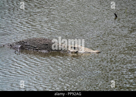 CUB, Kuba, Cienfuegos, 14.03.2018, Cuba Playa Larga Krokodilfarm Freigehege Krokodil im Wasser Christoph Hermann [2018] Banque D'Images