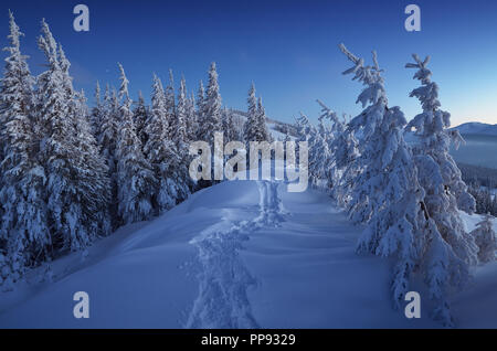 Paysage d'hiver au crépuscule. Forêt de sapins dans la neige. Le sentier menant au loin dans les bois Banque D'Images