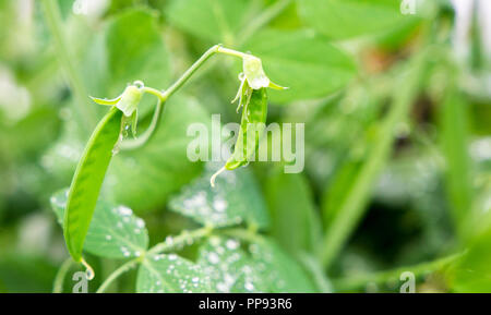 Selective focus sur les gousses de pois vert vif sur un pois dans un jardin. Pois à l'extérieur et l'arrière-plan flou. Banque D'Images