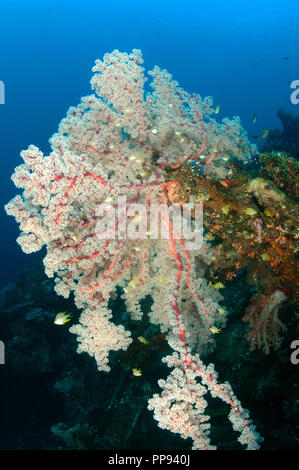 Vue panoramique sur softcoral, Siphonogorgia godeffroyi, Liberty Wreck Bali Indonésie. Banque D'Images