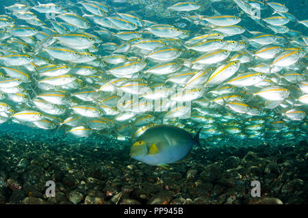 Leptalopsis Smoothtail les carangues, Selaroides, et Fowler's chirurgiens, Acanthurus fowleri, Bali Indonésie. Banque D'Images